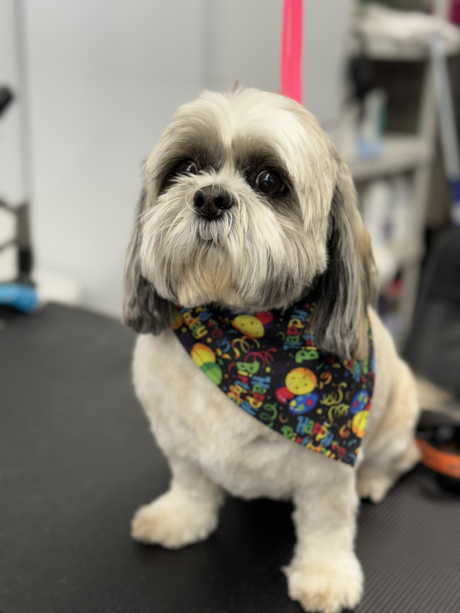 Lux Quality Dog Grooming Huntington Station