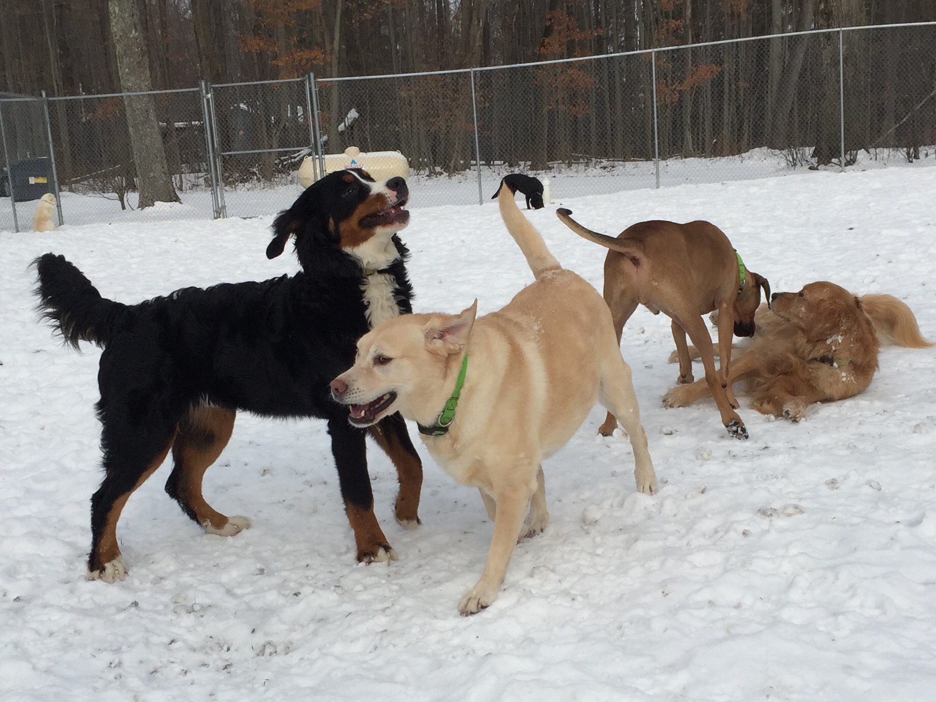 Bed and Biscuit of Ithaca - Country Club for Dogs and Cats