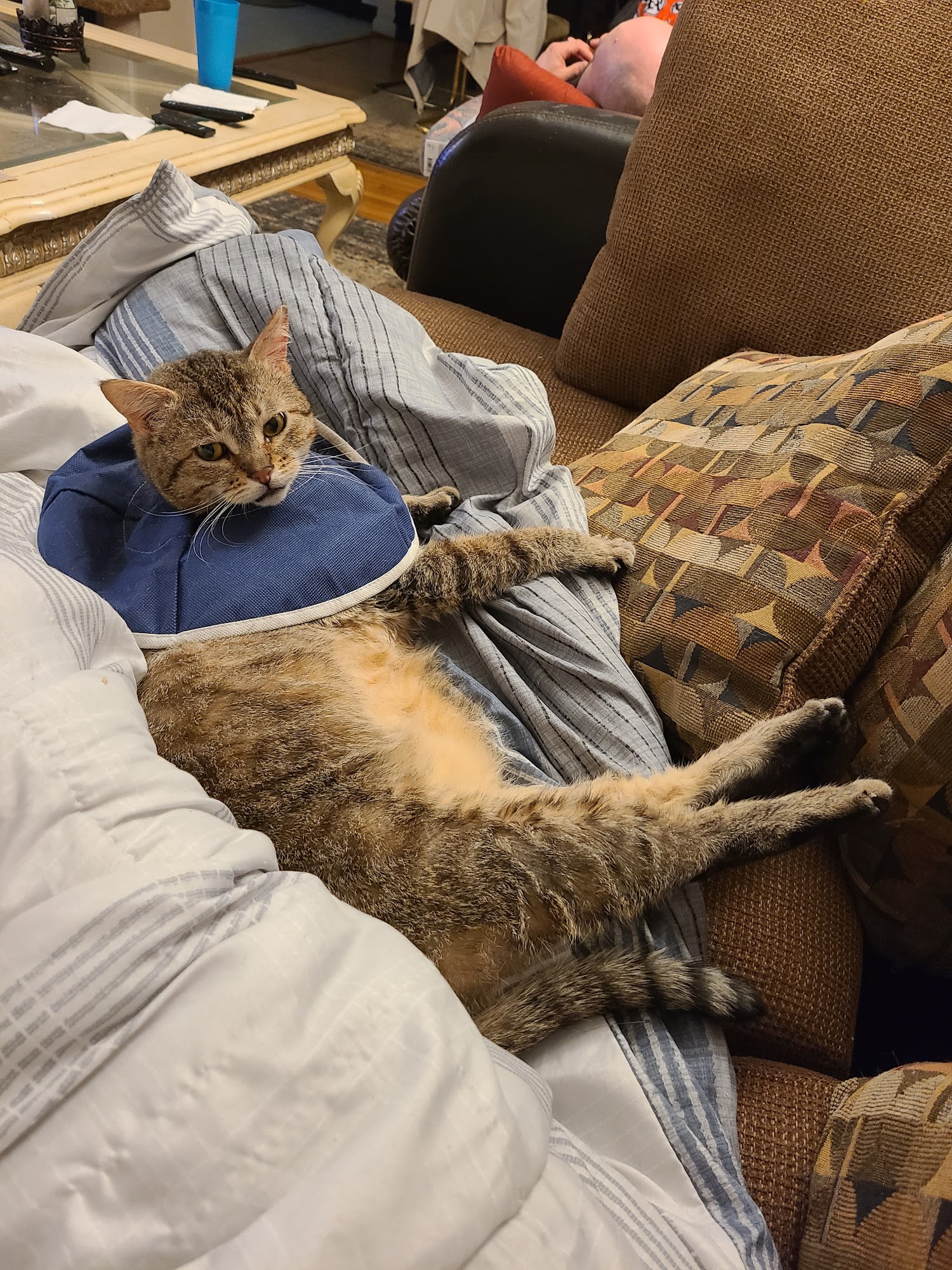 Village Animal Hospital of Jericho Jericho