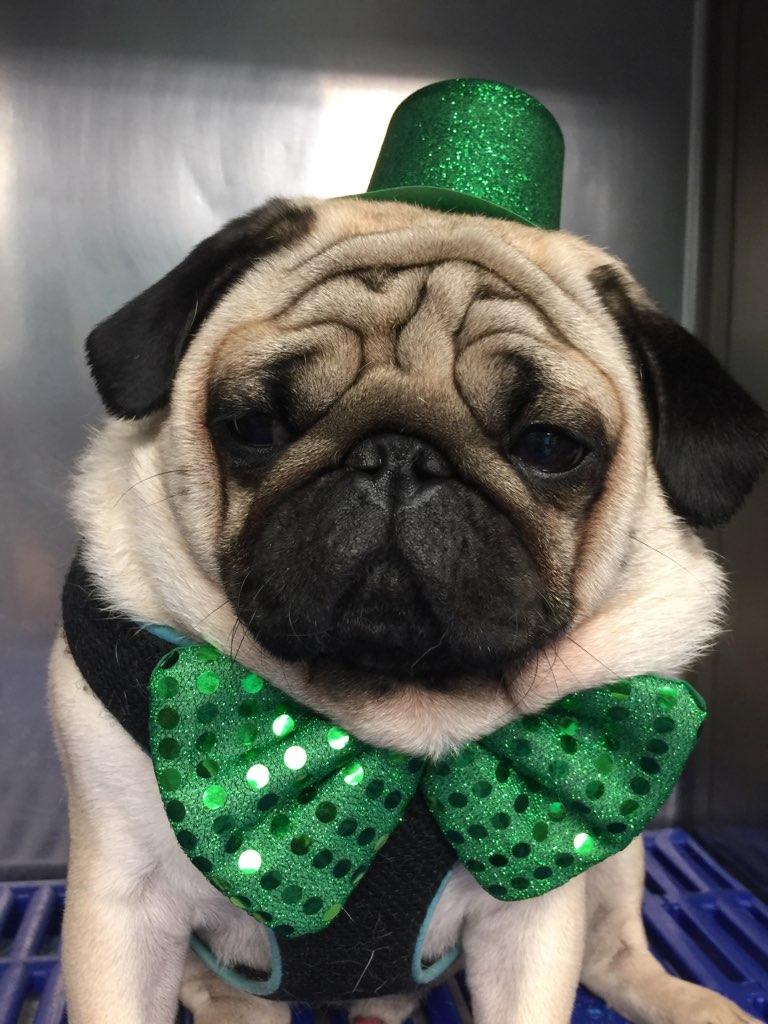 Peg's Pet Grooming Salon Inc Lagrangeville