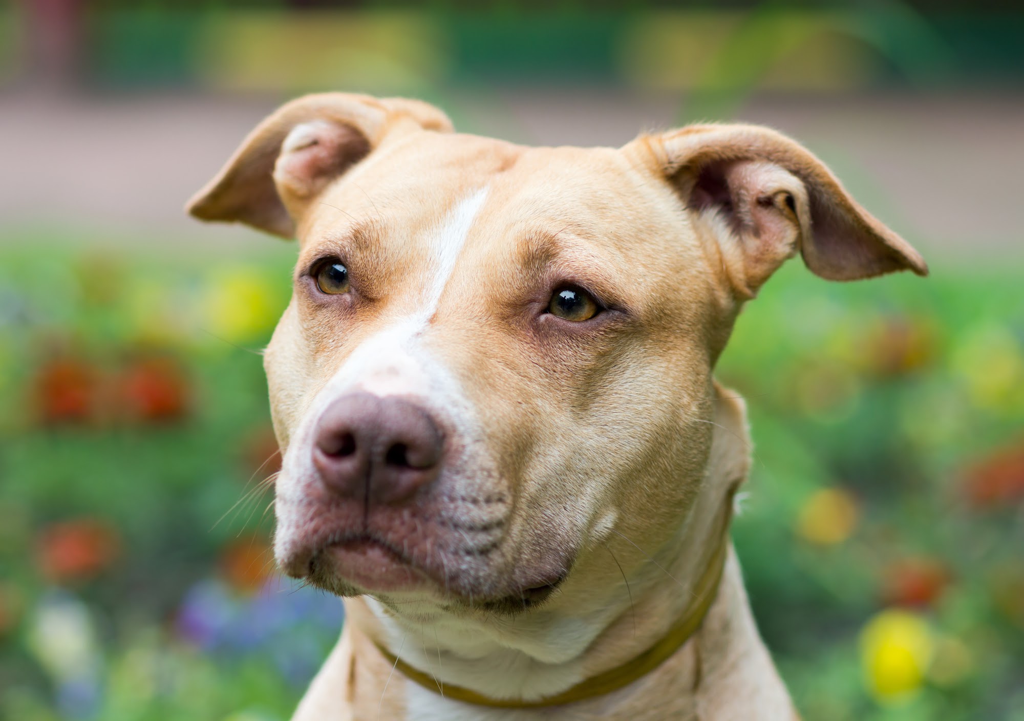 Canine Pro - Suffolk Dog Training & Behavior Therapy