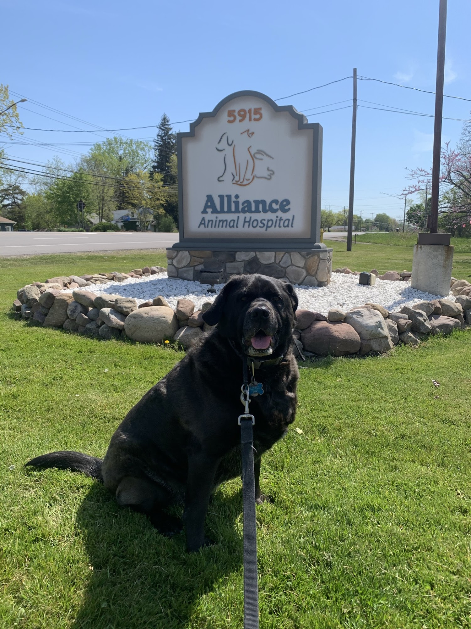 Alliance Animal Hospital