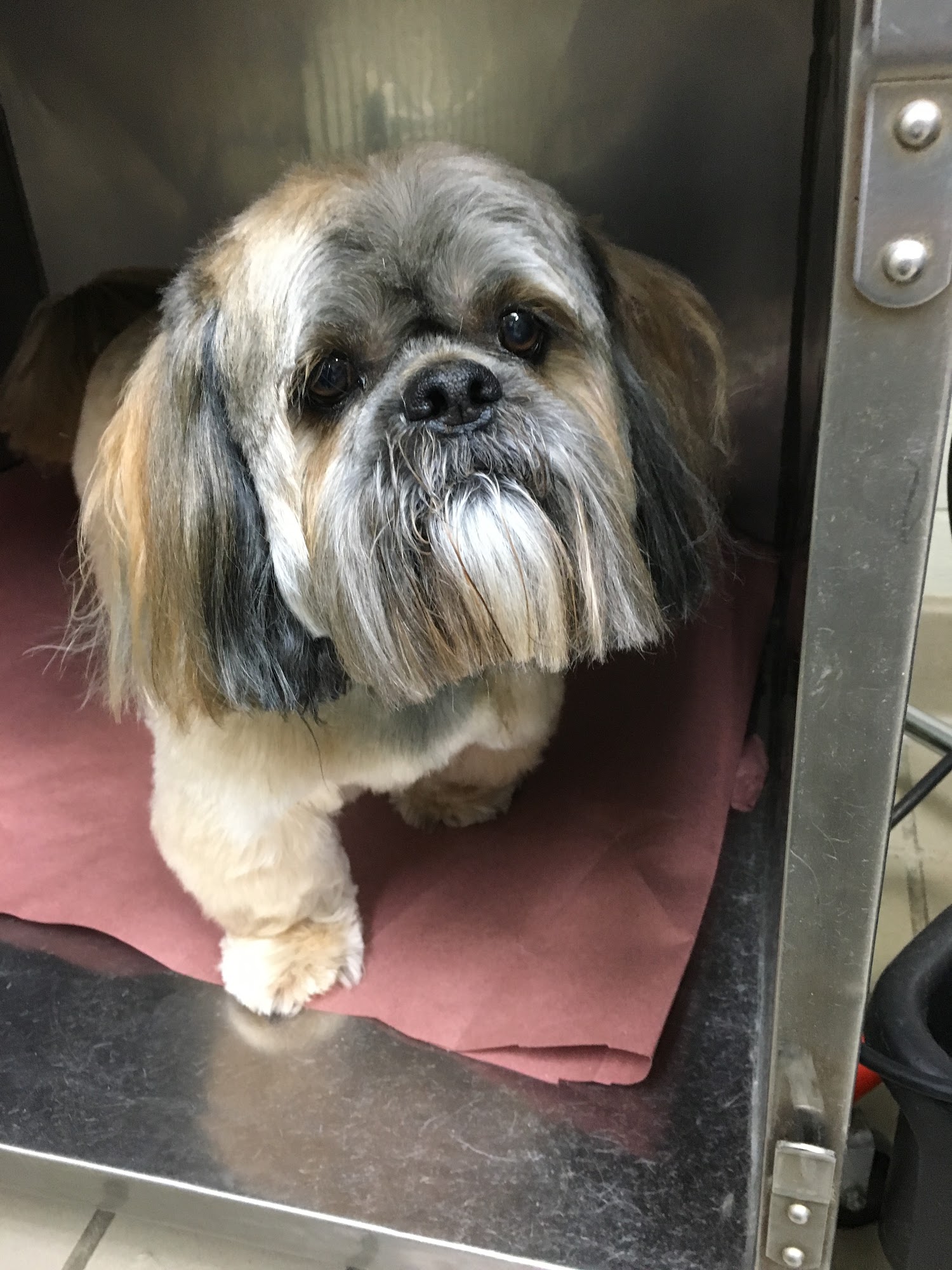 All Suffolk Dog Grooming Lindenhurst