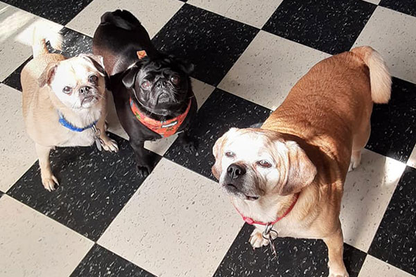 Maureen's Doggy Day Care and More Lockport