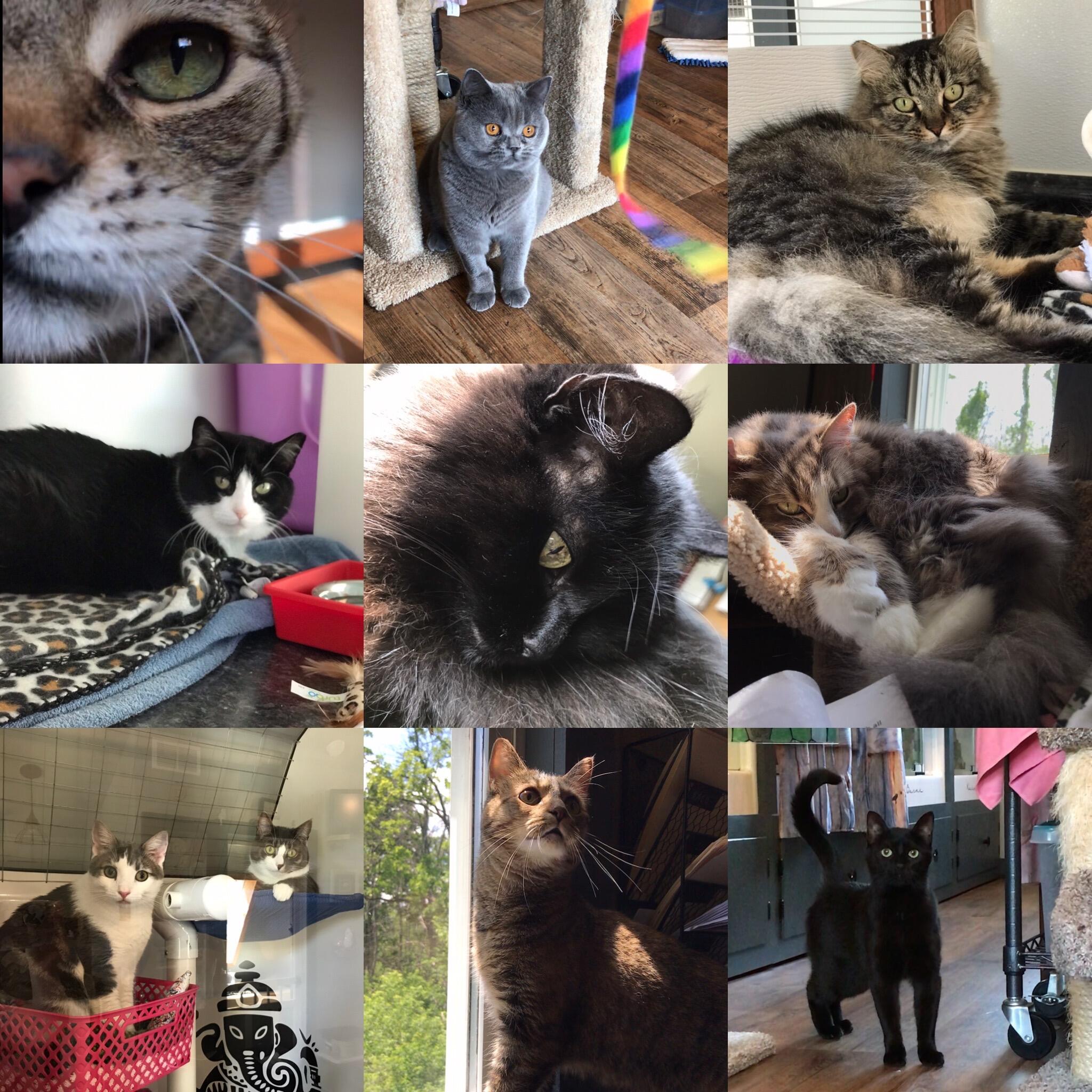 Kitten Around Cat Boarding LLC 11 W Main St, Macedon New York 14502