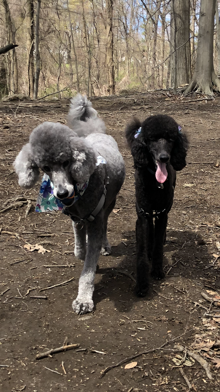 Punk Puppy Salon Mamaroneck