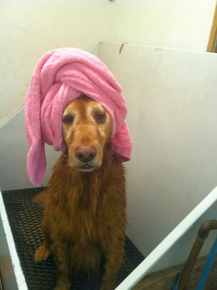 Dog Gone Inn Doggie Daycare Manlius