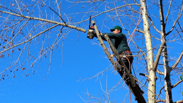 Donovan Tree Service