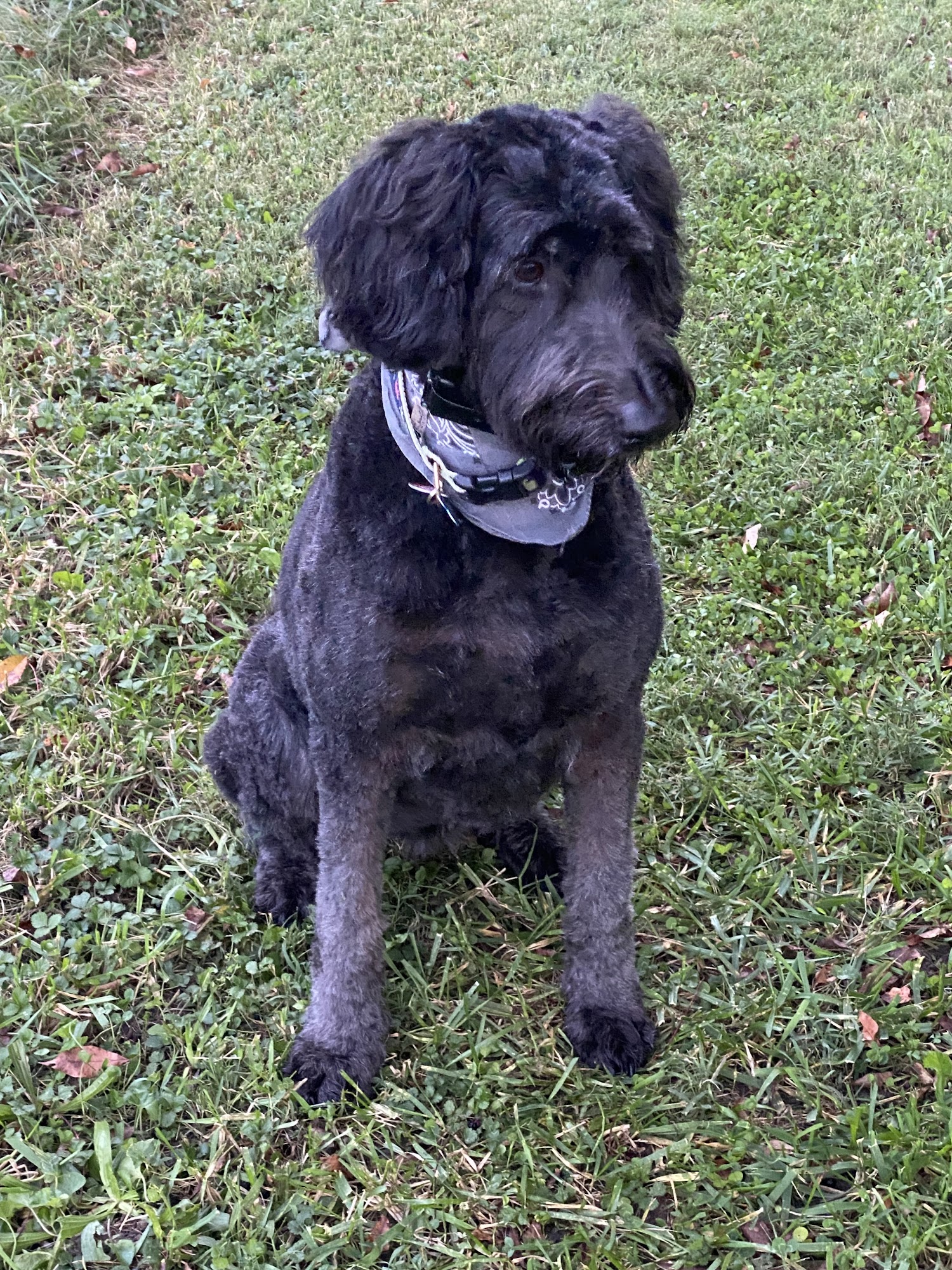 Hair & the Hound Mendon