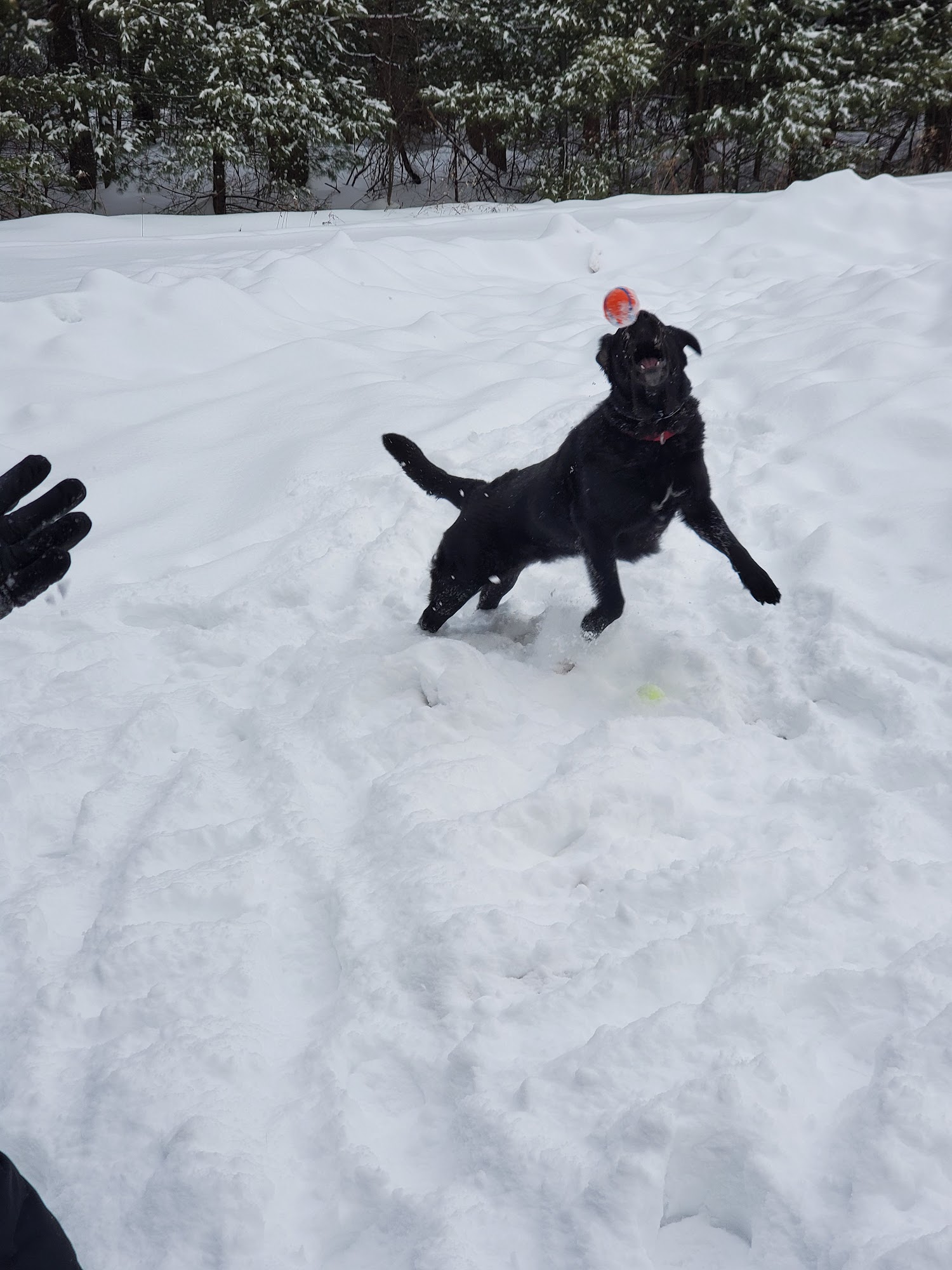 High Point K-9 Center LLC Middletown