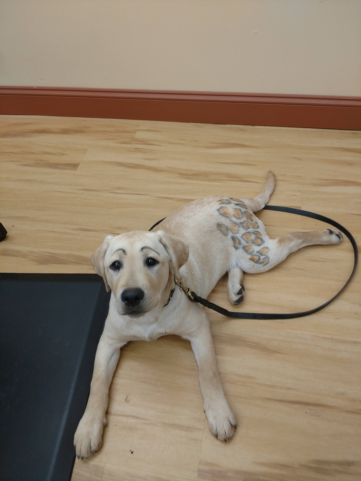 Tigerlily's Dog Grooming Miller Place