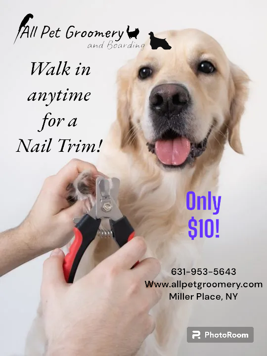 All Pet Groomery and Boarding Miller Place