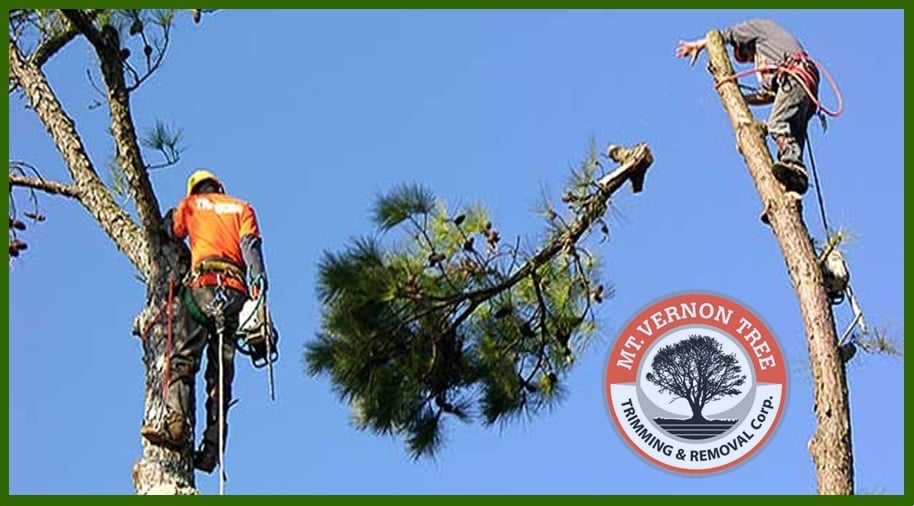 Mt. Vernon Tree Trimming & Removal
