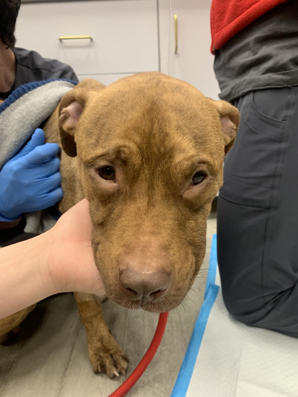 Veterinary Emergency Group Nanuet