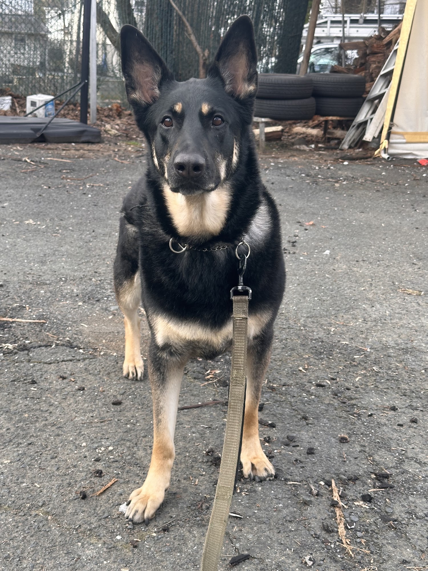 Bihari Kennels Nanuet