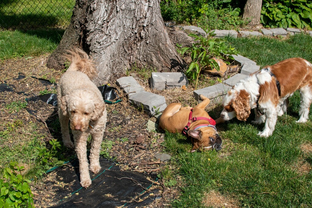 House of Paws Nanuet