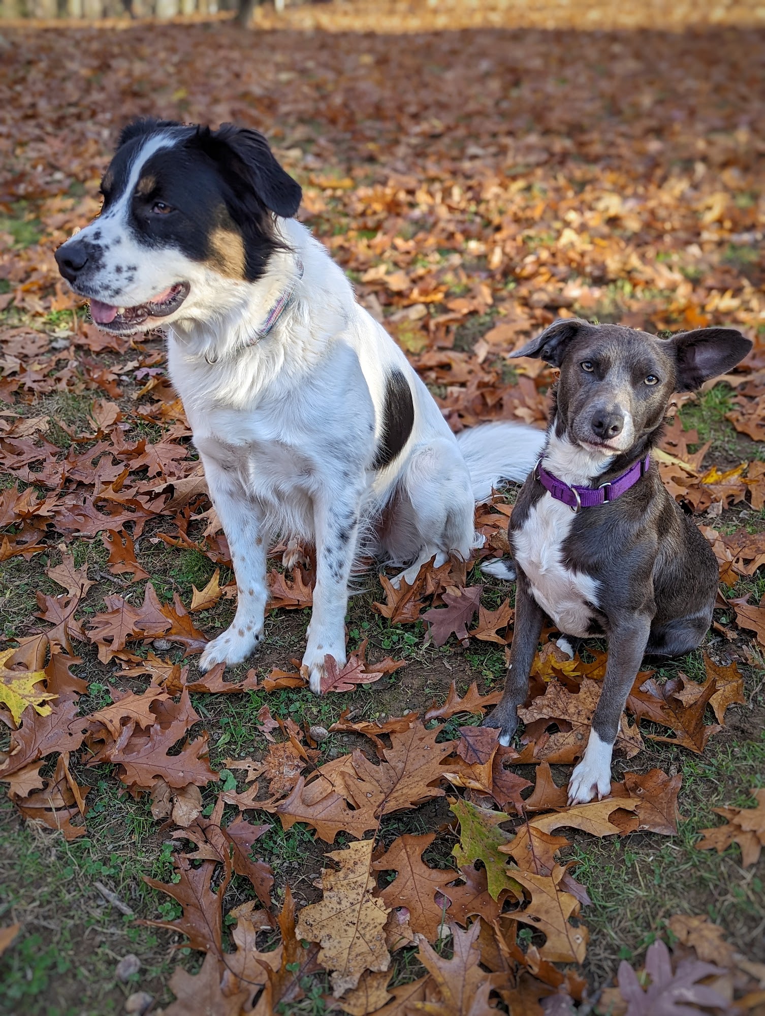 New Paltz Dog Training & Canine Adventures