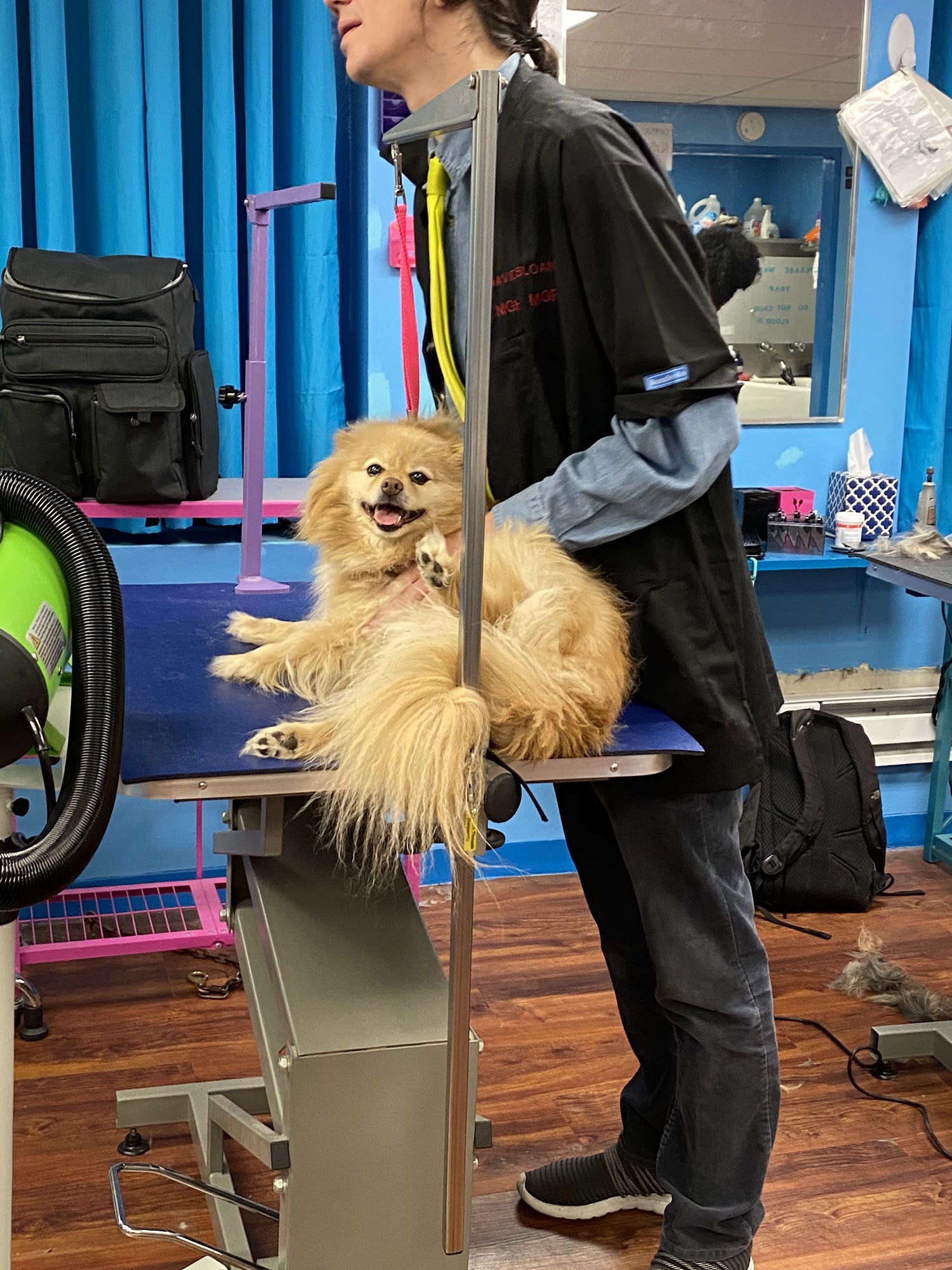 American Academy of Pet Grooming