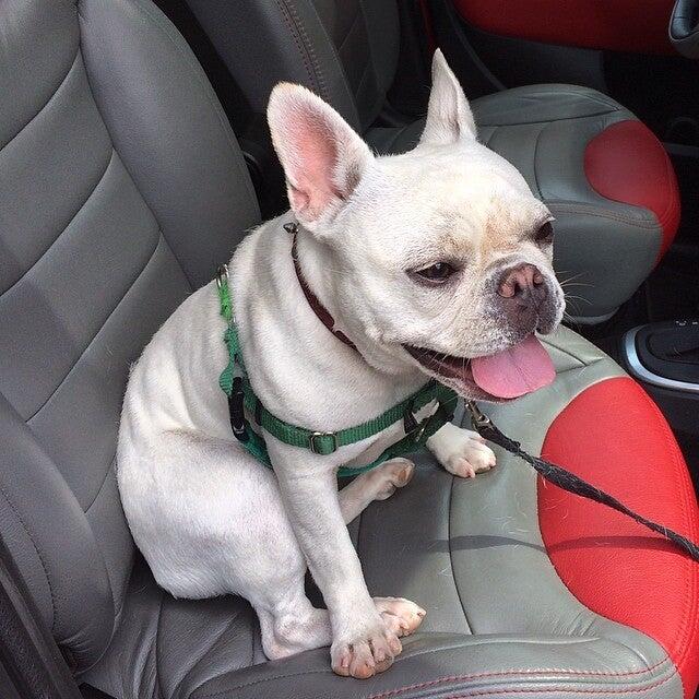 Gracelane Kennels Ossining