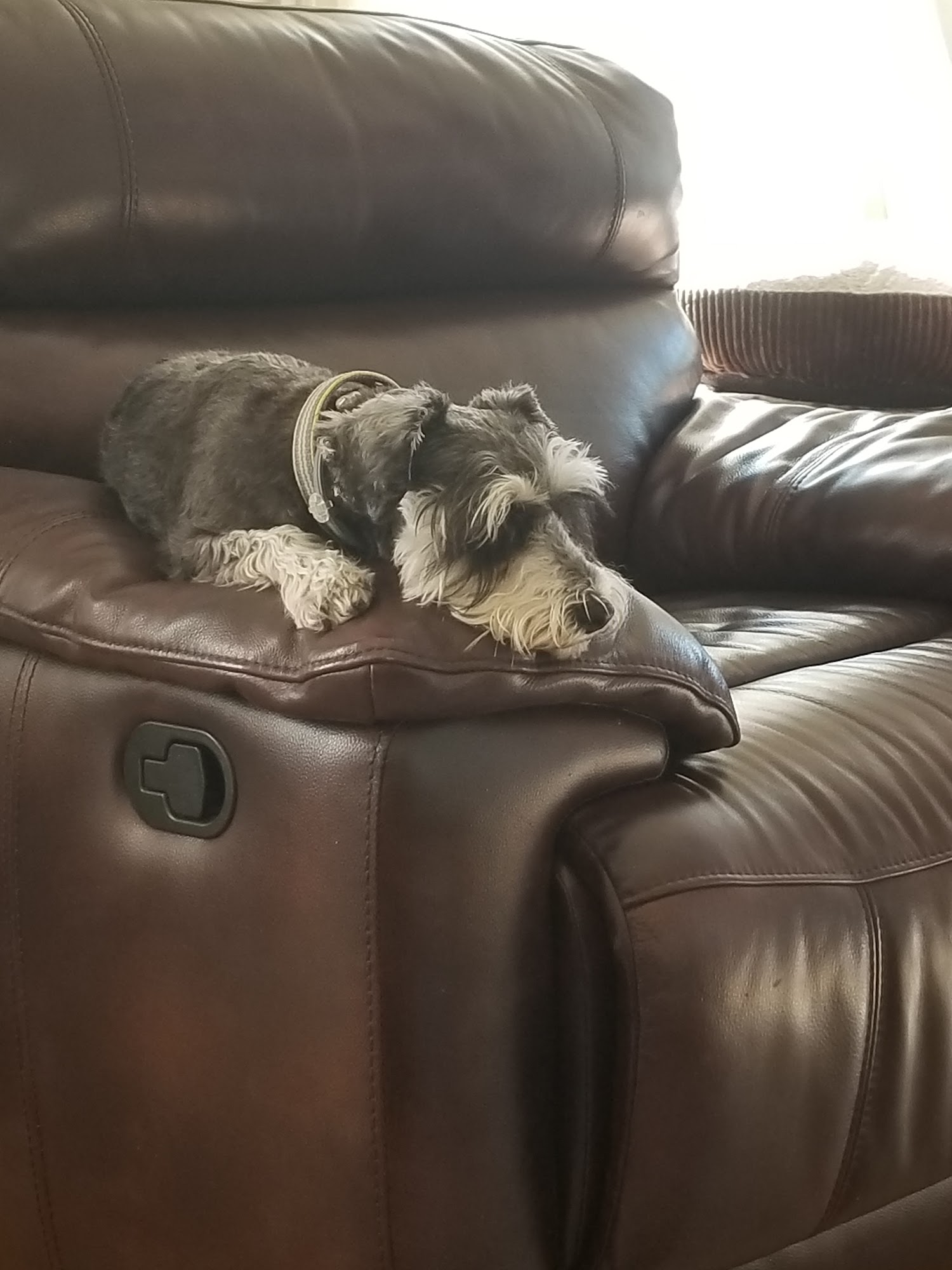 Critter Clippers Patchogue