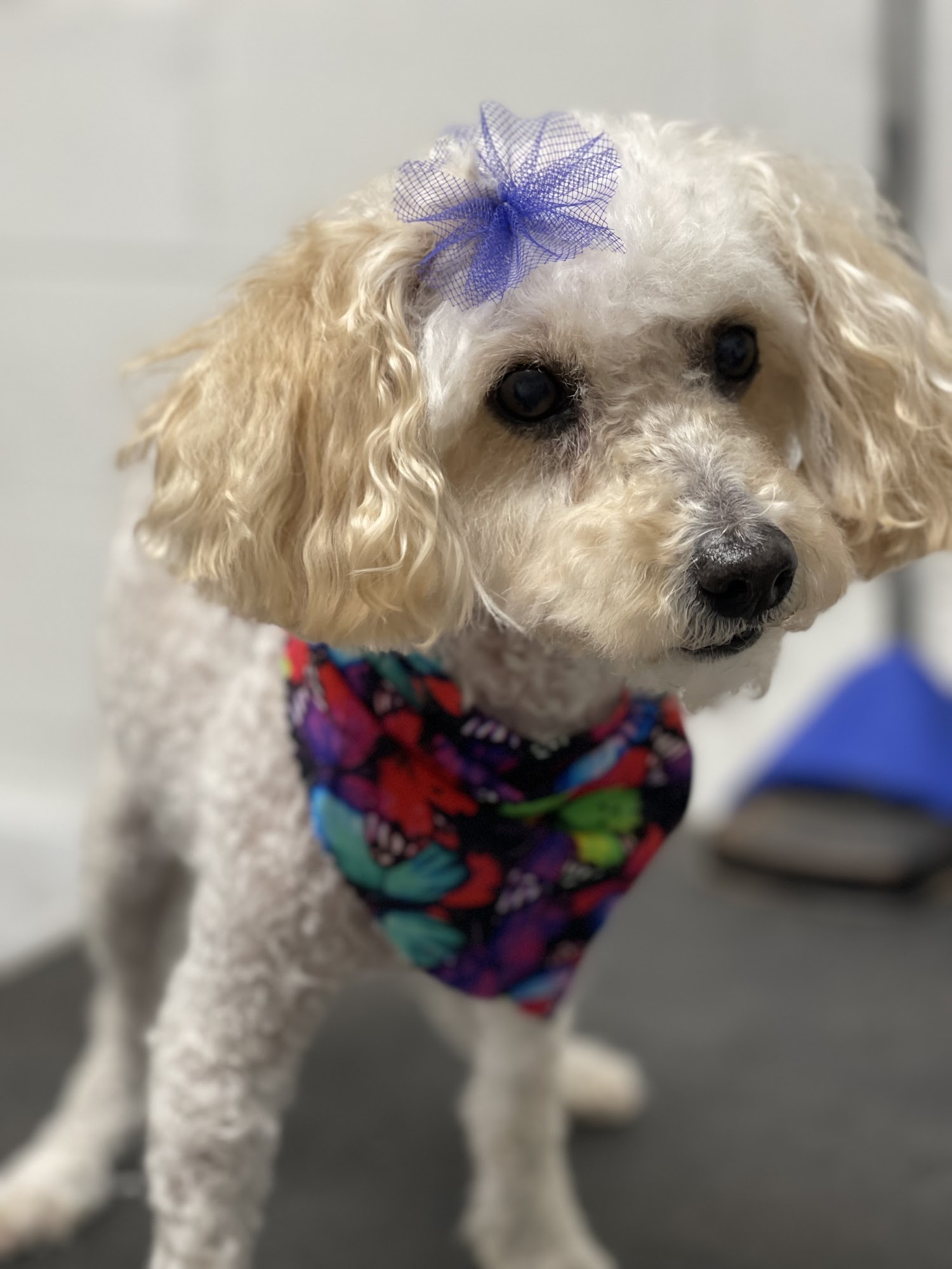 Petite Pets Boarding & Groomering Patchogue