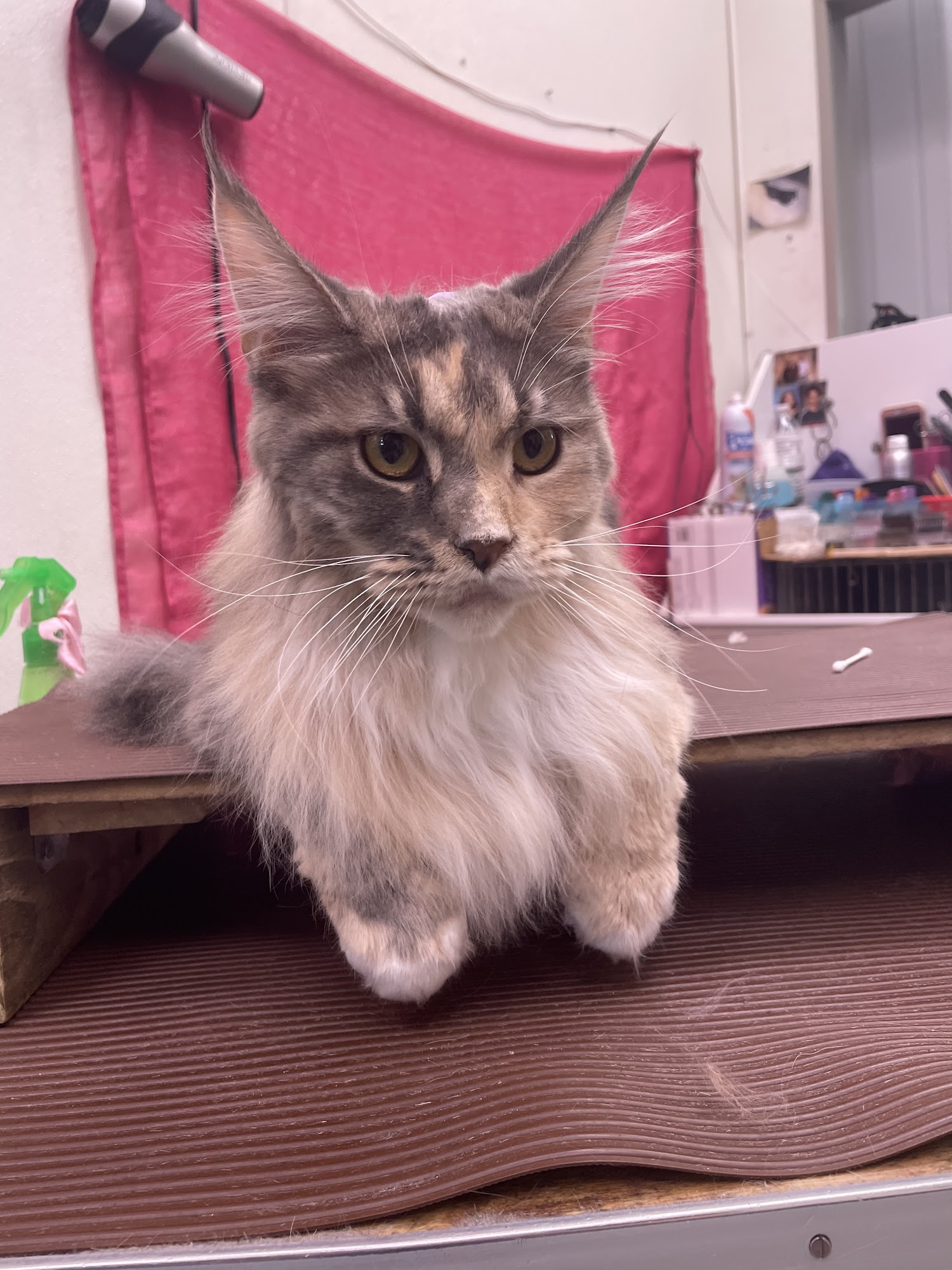 Lady & the Tramp Dog & Cat Grooming Patchogue