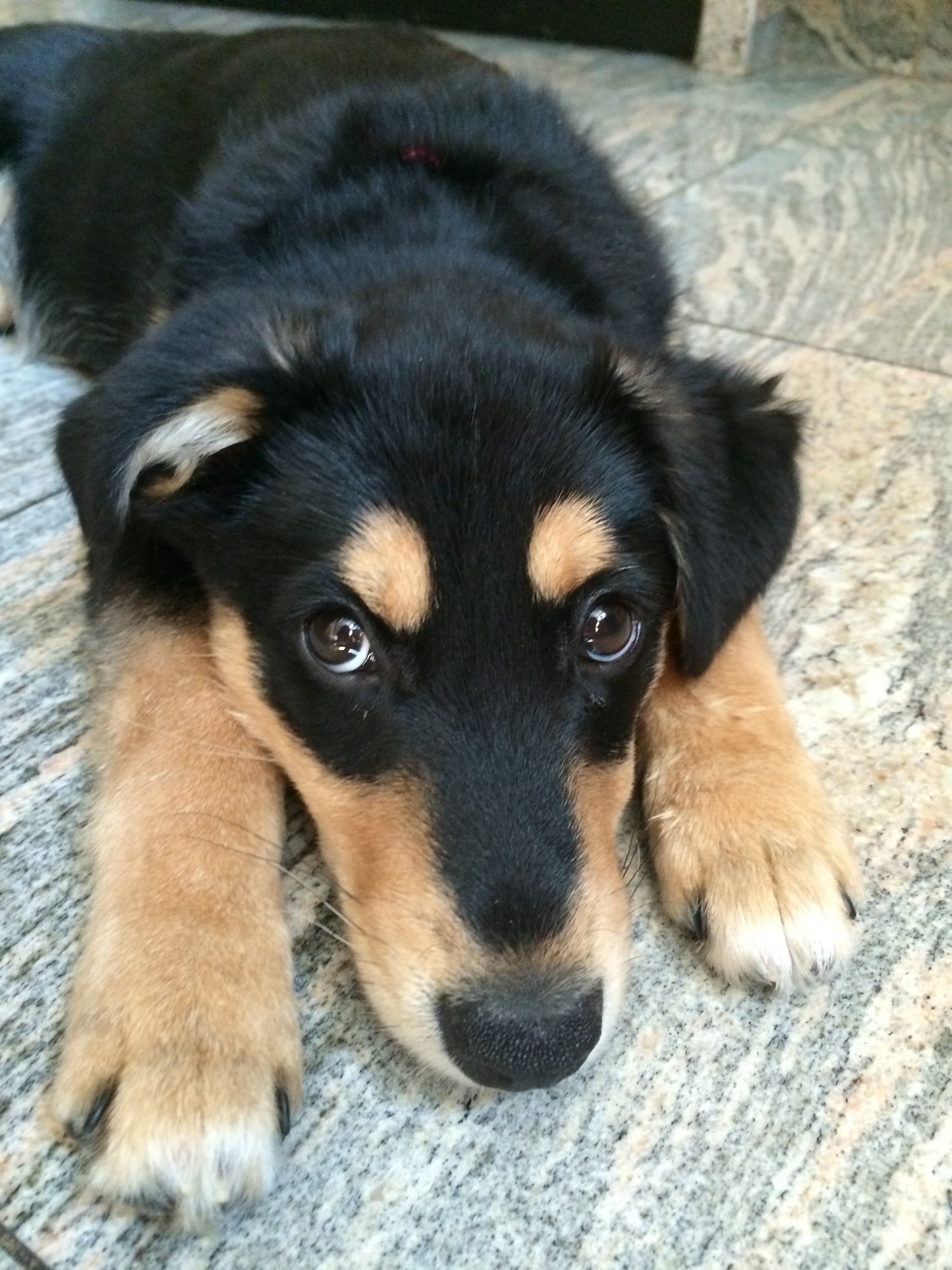 Pet Health Centers at North Shore Animal League America Port Washington