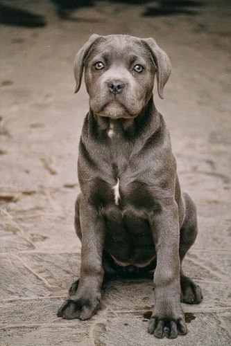 Furry P.A.L. Pet Care Putnam Valley