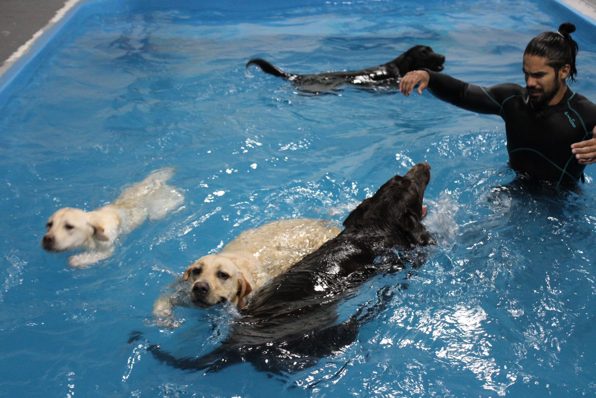 All Dogs In The City Queens