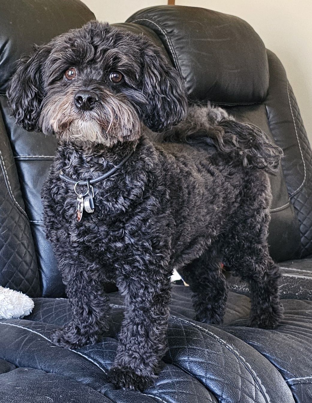 ABC's of Dog Training Queens