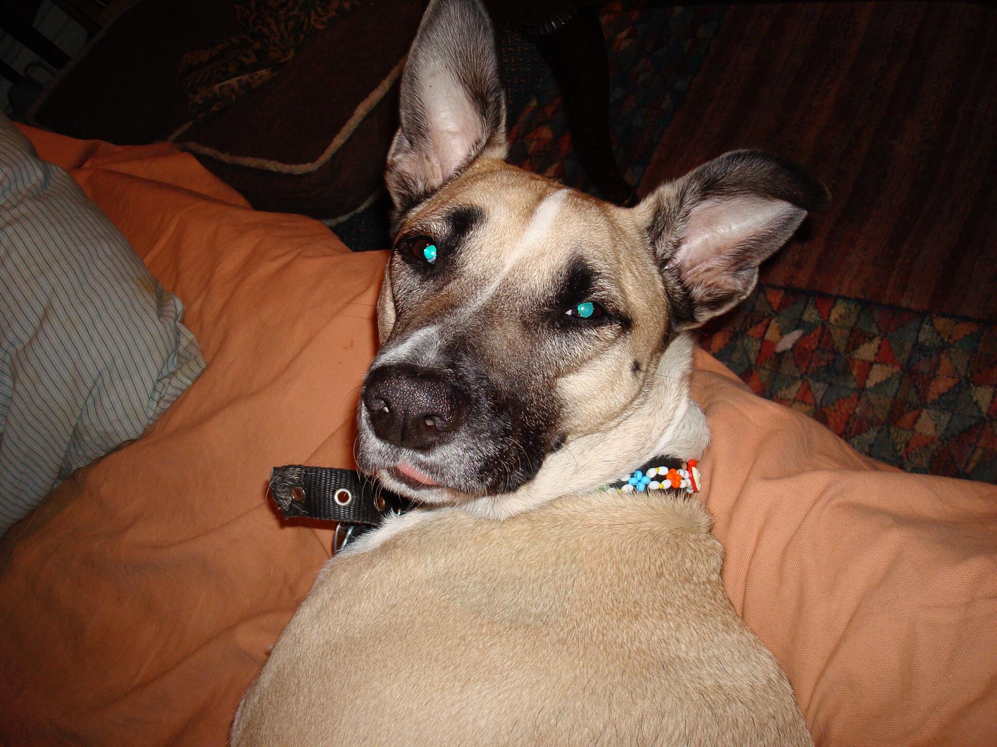 Joan's Ark Pet Sitting & Services Queens