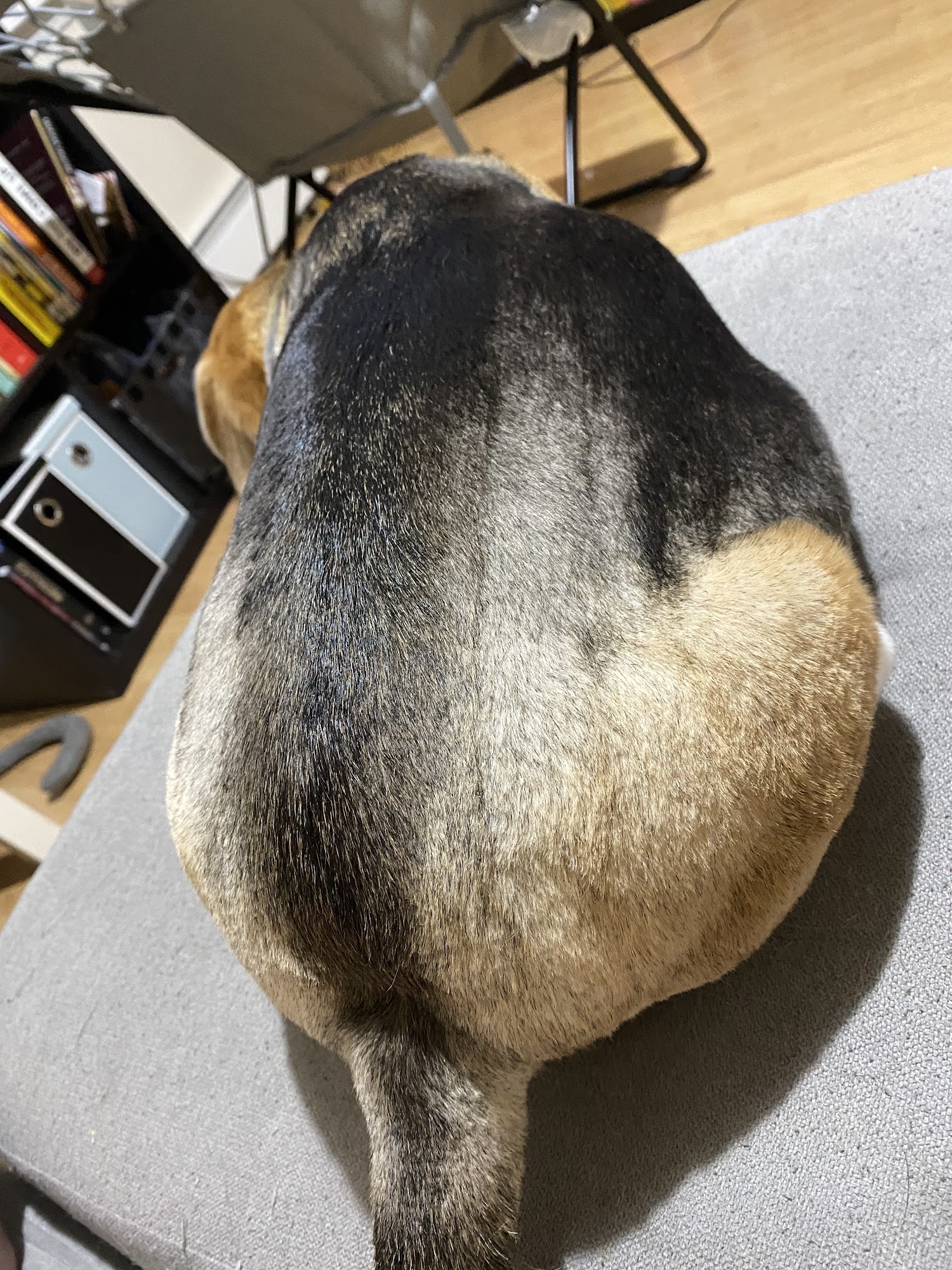 MAC Dog Grooming Queens
