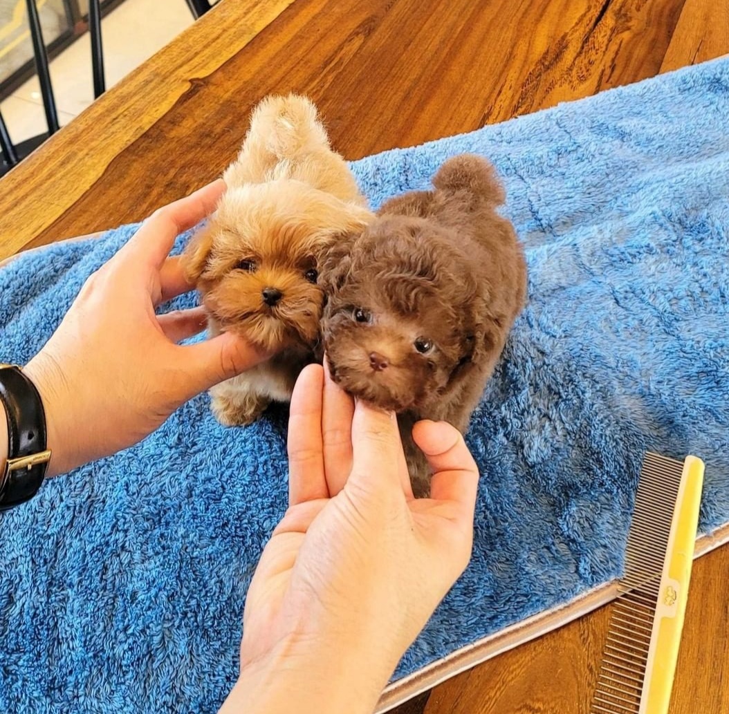 Reliable Grooming Queens