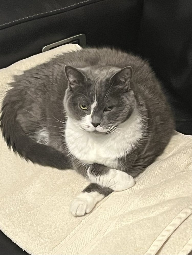 Forest Hills Cat Hospital Queens