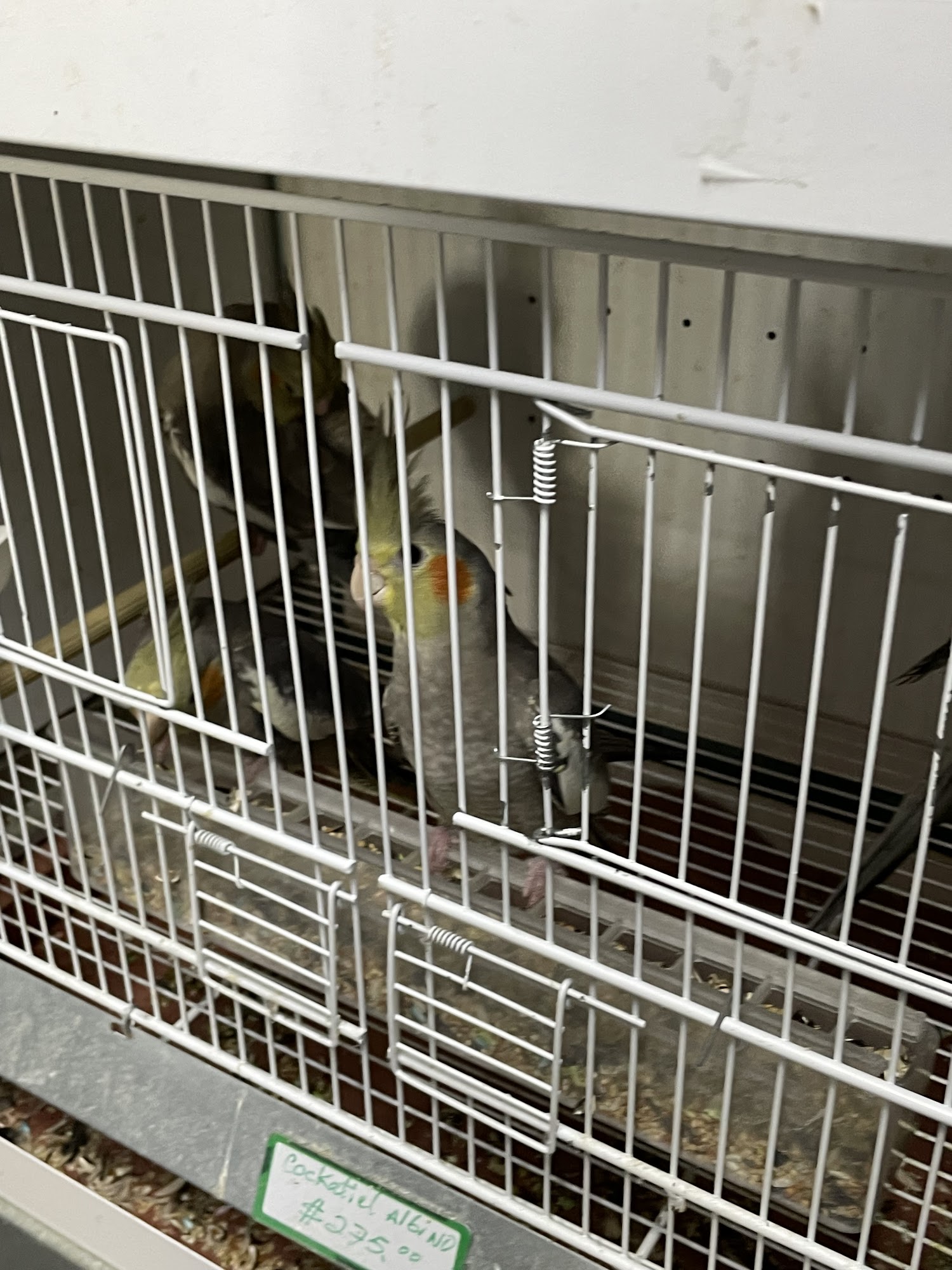 JJ Pet Supplies Queens