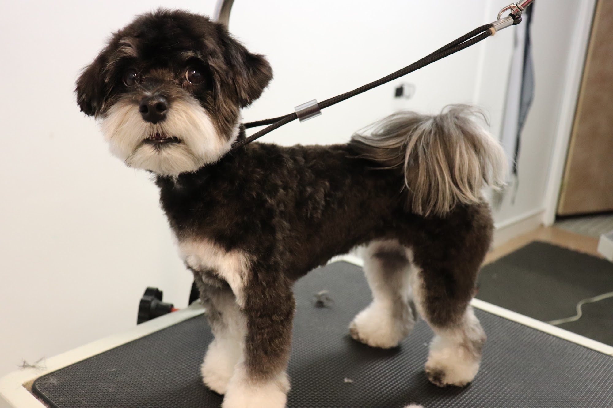 Dog Friendly Grooms Ridgewood