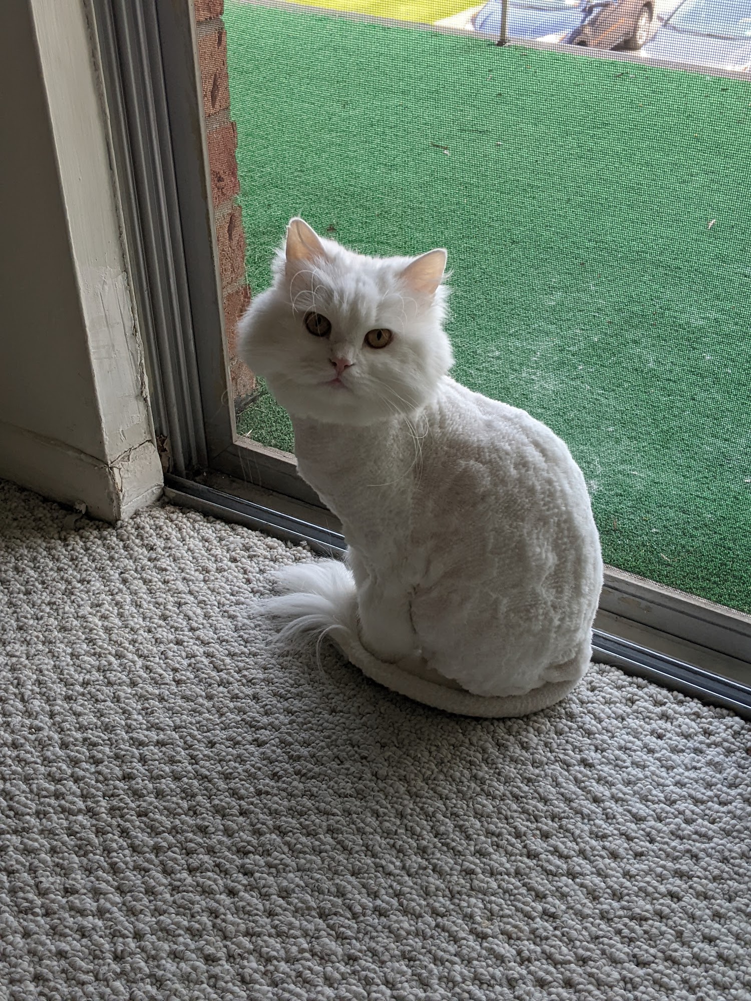 Care A Lot Pet Grooming Rochester