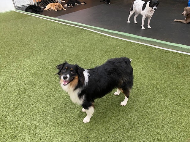 Paws and Claws Pet Care, Inc. Rochester