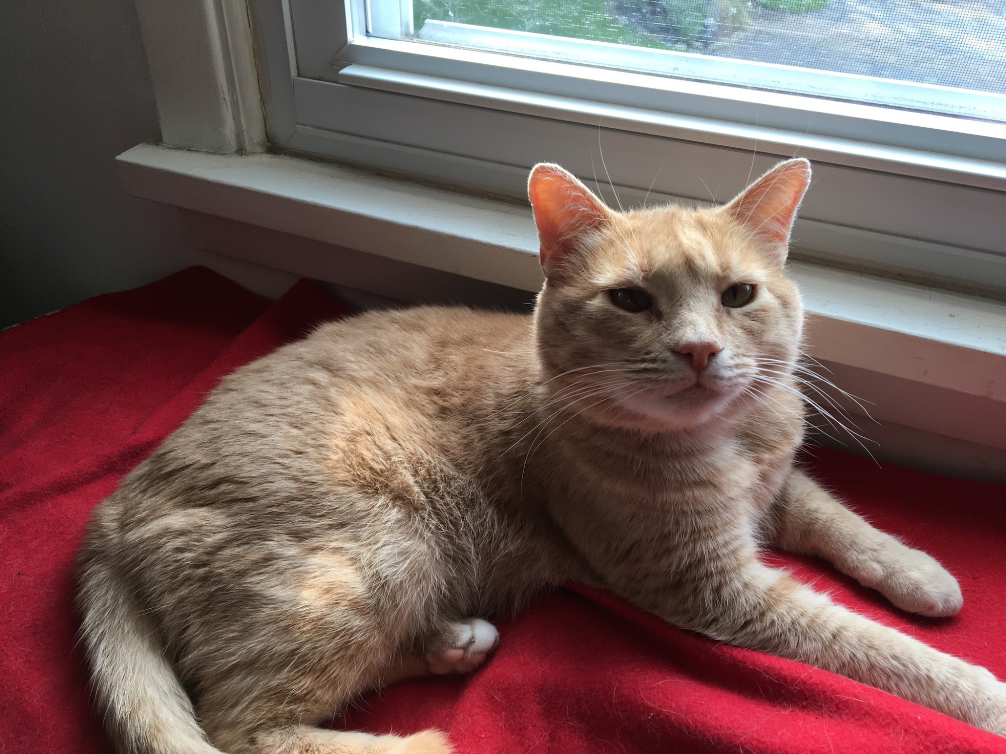 Cheryl's Kitty B & B Rochester