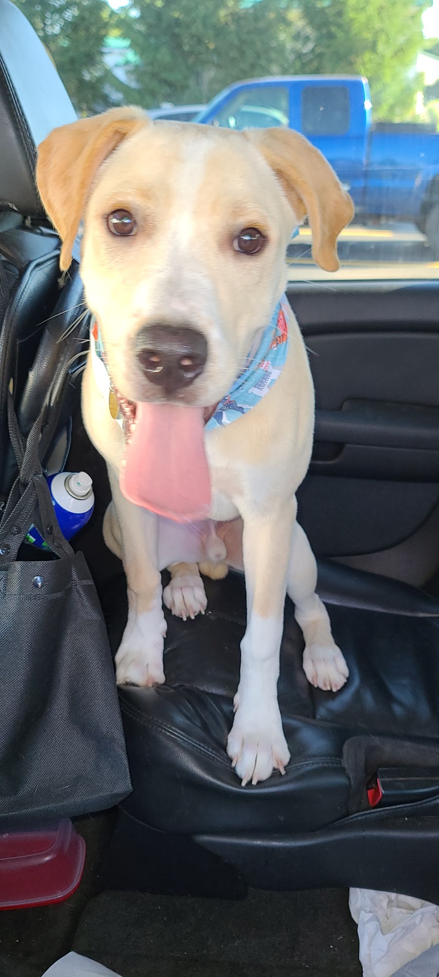 Pet Spa Paws and Play Rochester