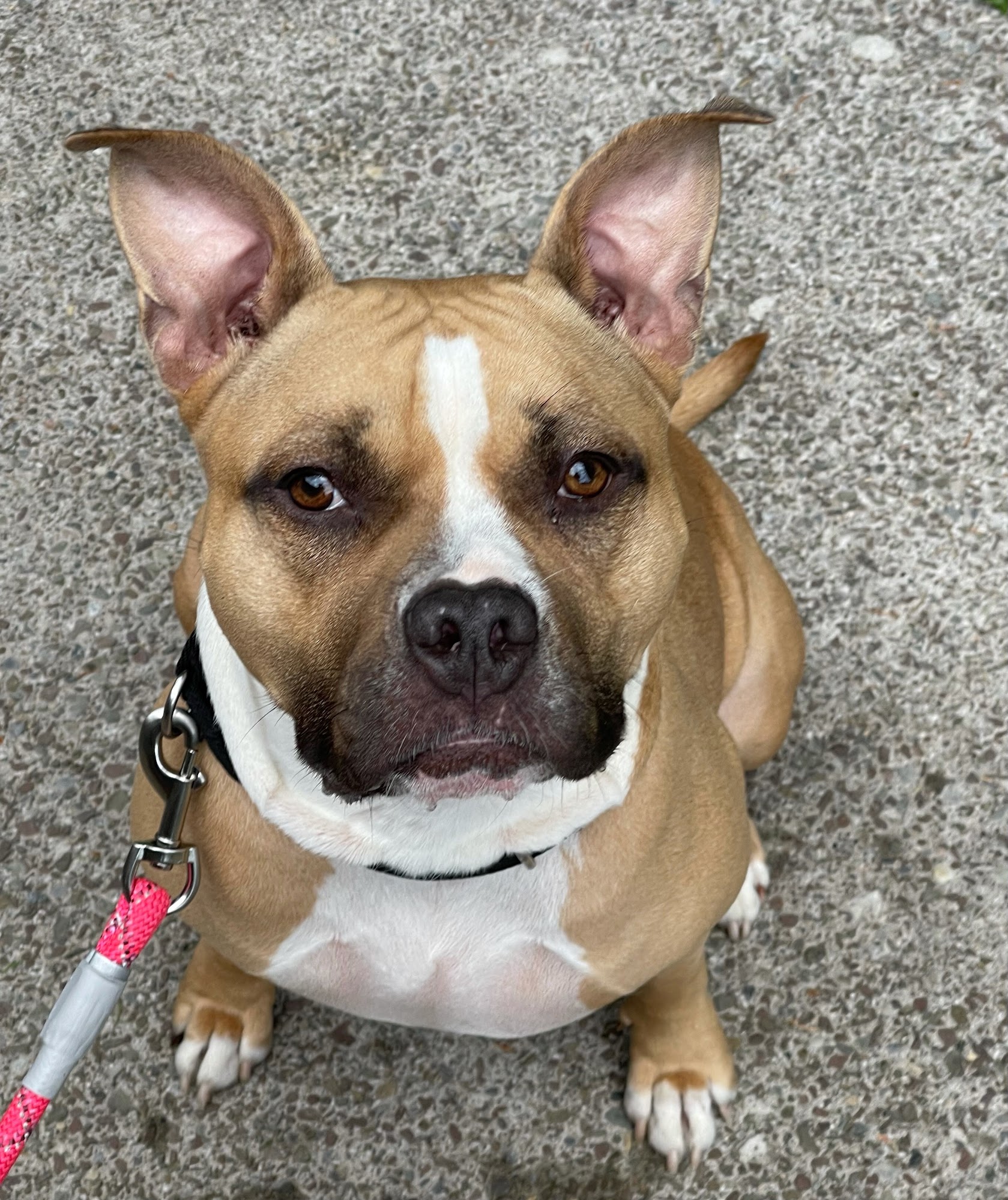 Tuxedo’s K9 Training Camp Rochester