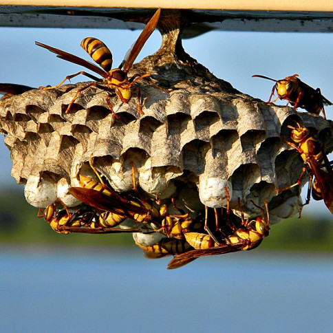 Rochester Pest Pro