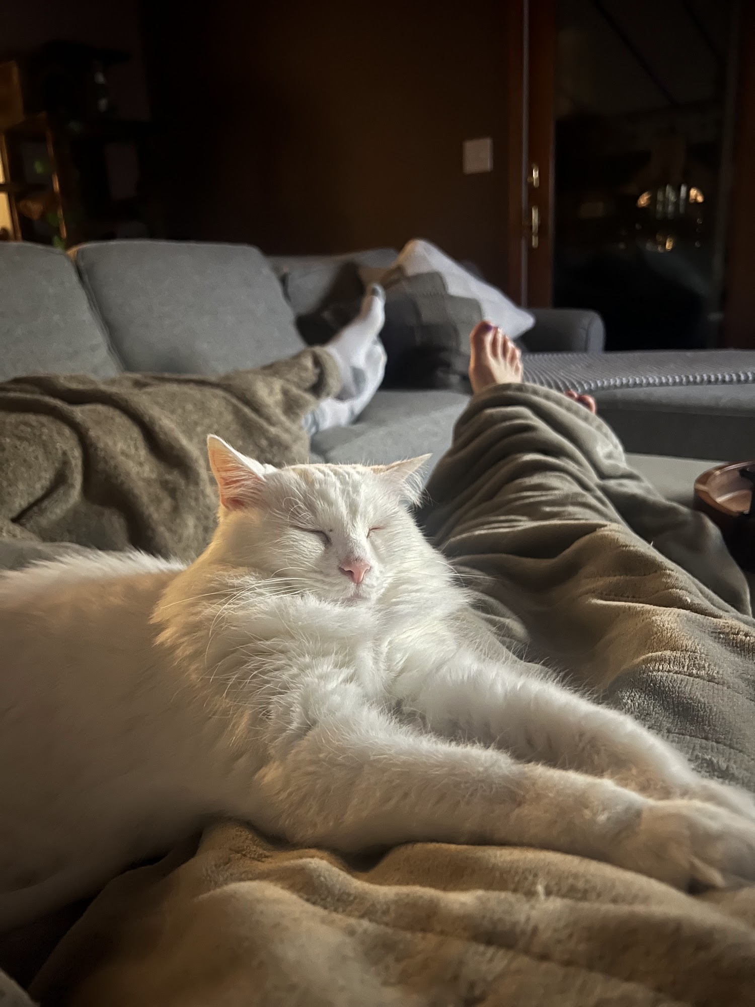 Knot...really? Natural pet Grooming & Naps Really! Cat Boarding Sanborn