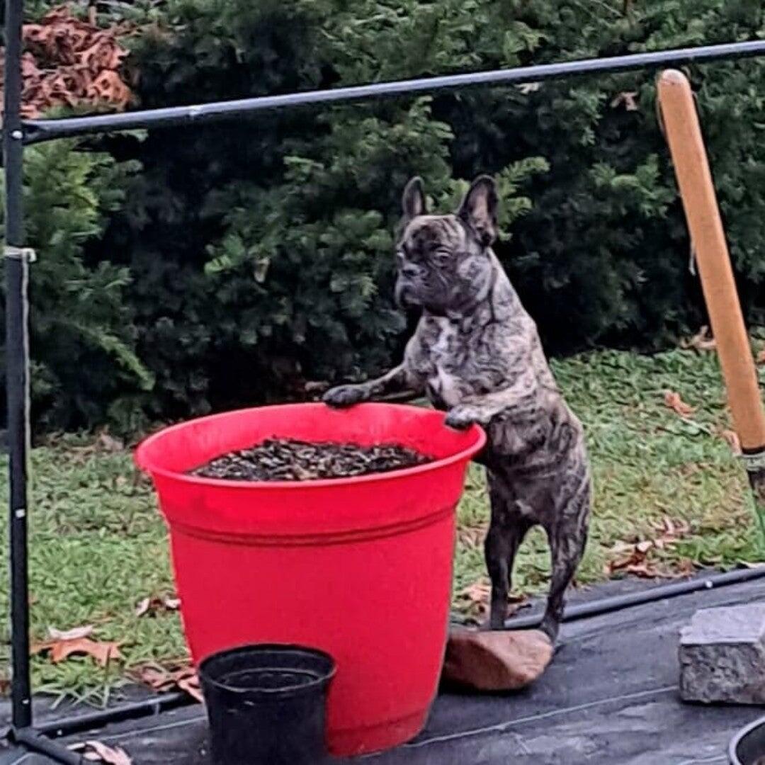 Photo credit: nextdoor