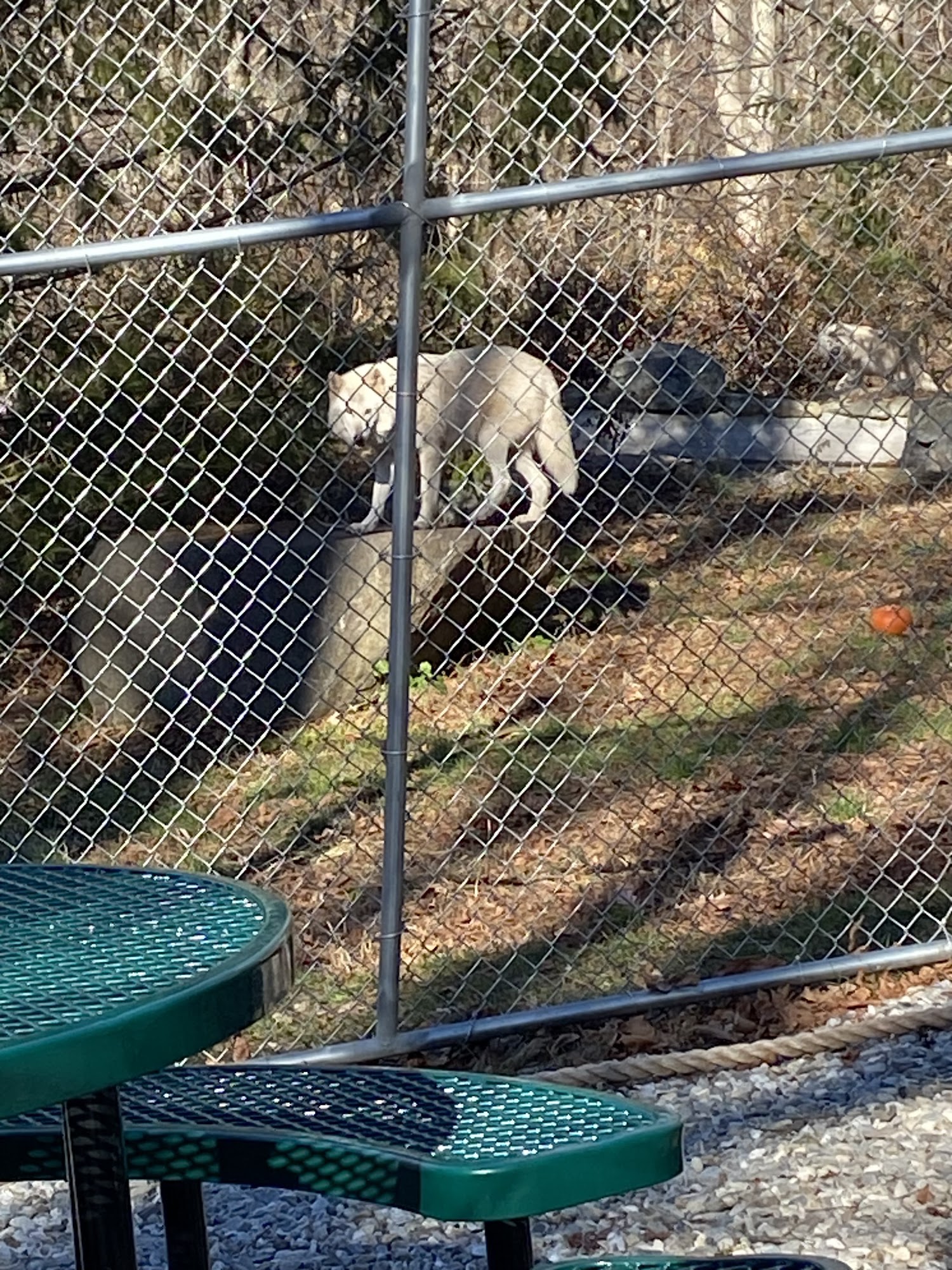 Wolf Conservation Center South Salem