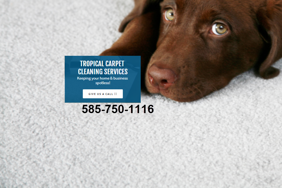 Tropical Carpet & Upholstery Cleaning 3 Ritson Ln, Spencerport New York 14559