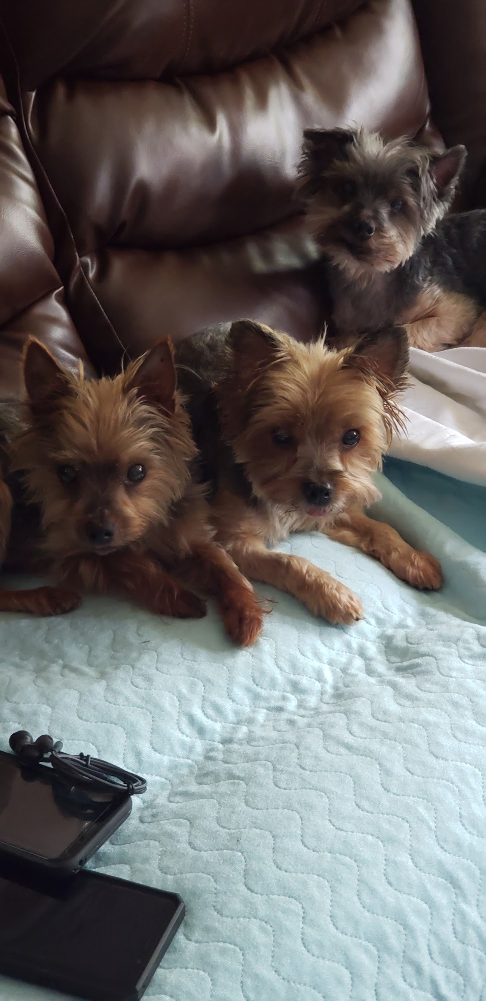 Bow Wow WOW Pet Groomers Staten Island