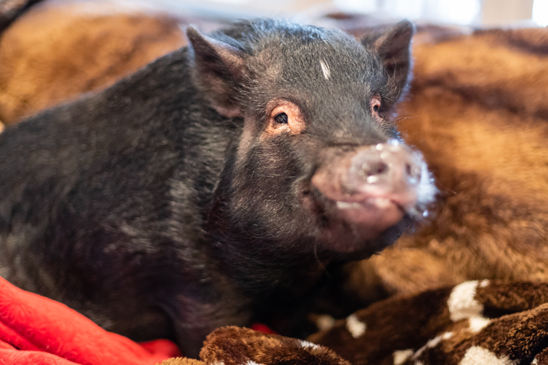 Waggs-and-Woofs Stillwater