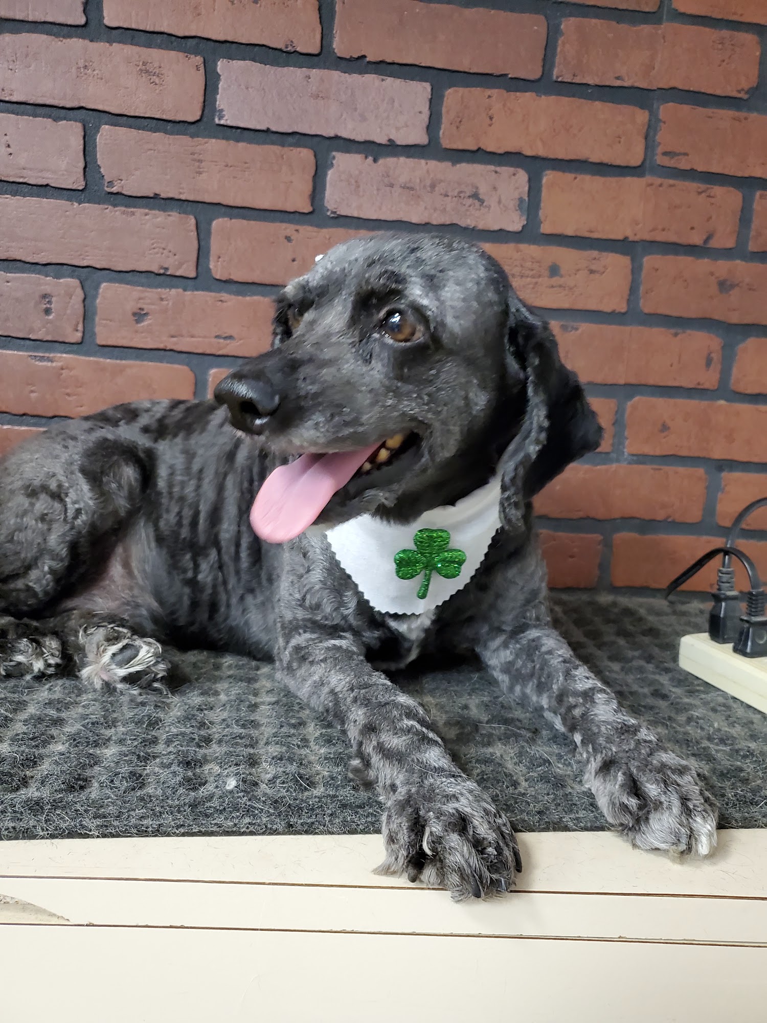 Judan's Pet Grooming Stony Point