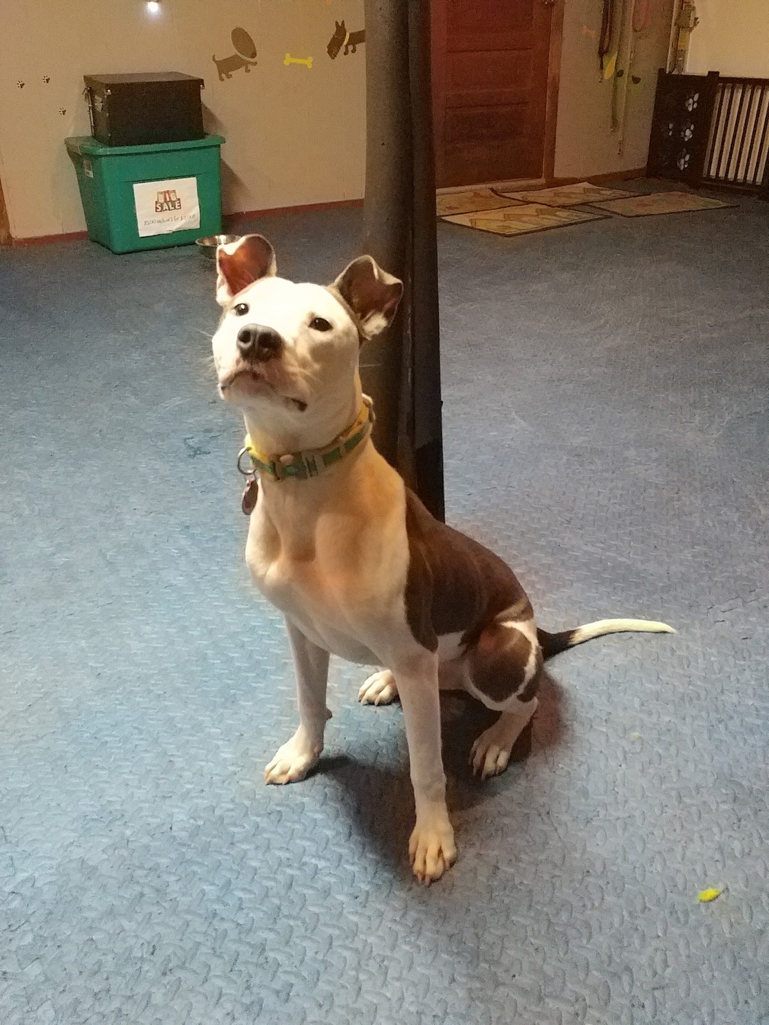 The Pawsitive Center for Dogs Inc Syracuse